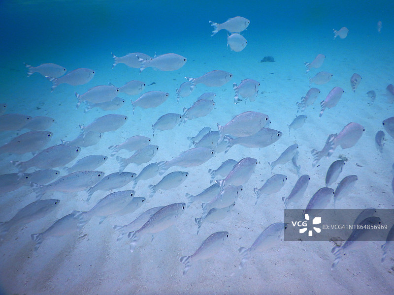 马尔代夫泻湖浅水区中的横带旗鲷鱼群图片素材