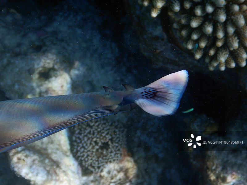 短吻鼻鱼尾鳍棘细节图片素材
