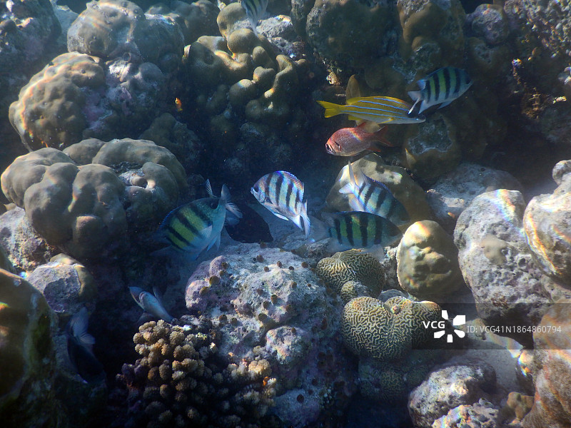 阿布代夫杜夫六线鱼（中士鱼）鱼群，位于马尔代夫菲哈后岛图片素材