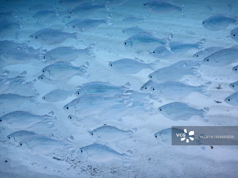 马尔代夫泻湖浅水区中的横带旗鲷鱼群图片素材