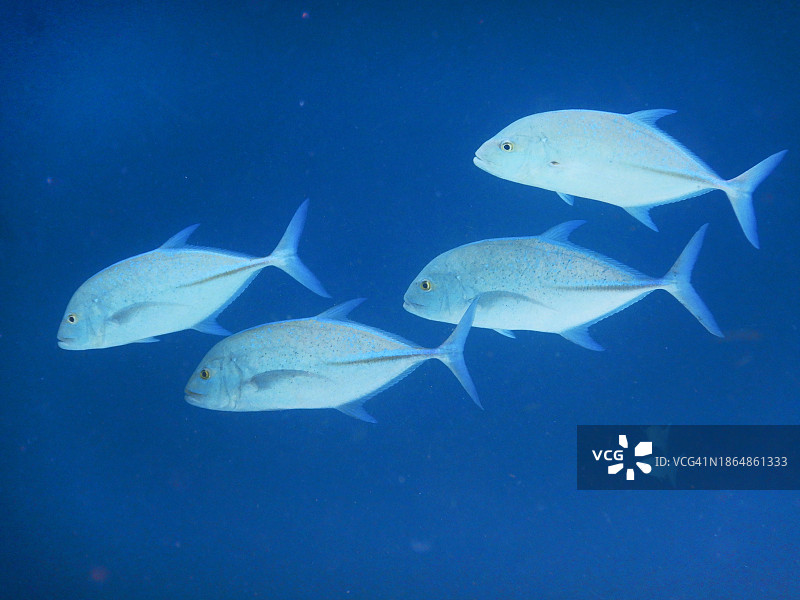 蓝鳍鲹，菲哈后岛，马尔代夫图片素材
