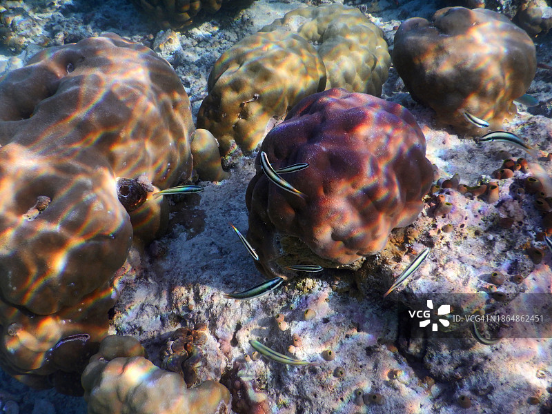 菲哈后岛房屋礁石与珊瑚群细节图片素材