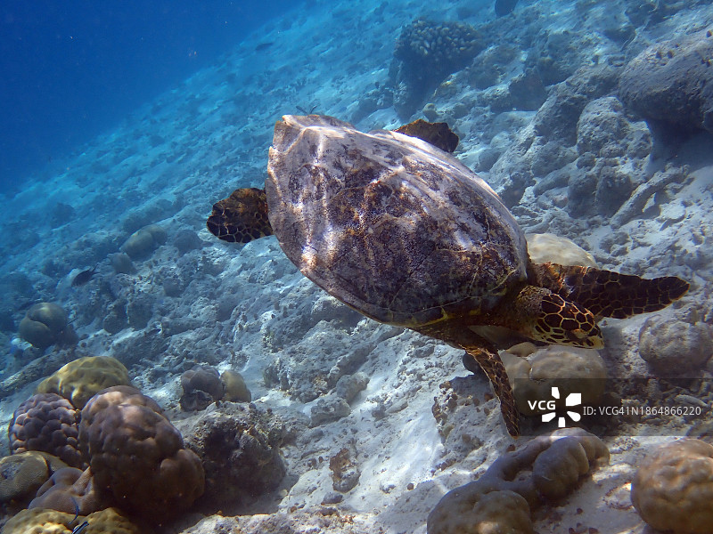 马尔代夫珊瑚礁上的玳瑁海龟图片素材