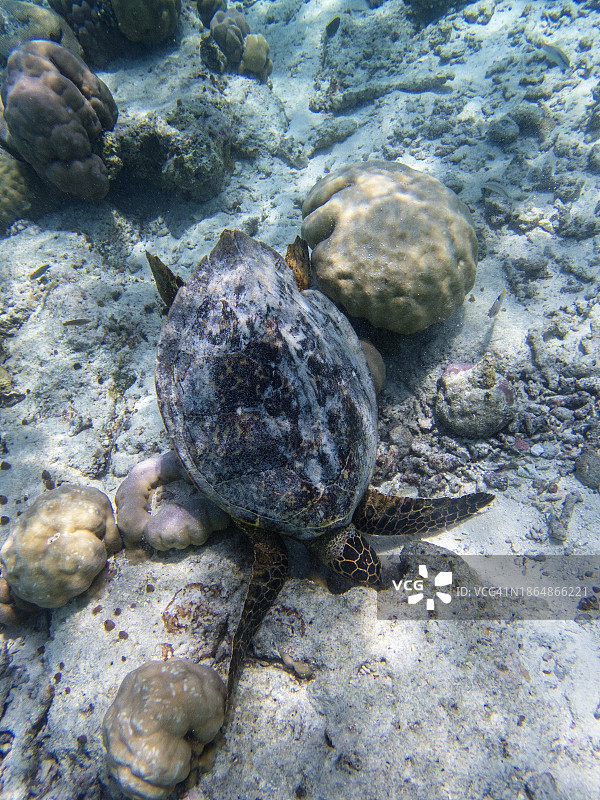 马尔代夫珊瑚礁上的玳瑁海龟图片素材