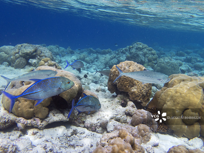 蓝鳍鲹图片素材