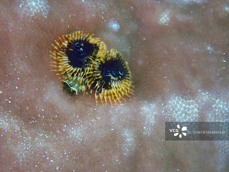 圣诞树蠕虫或螺旋鳃管虫图片素材