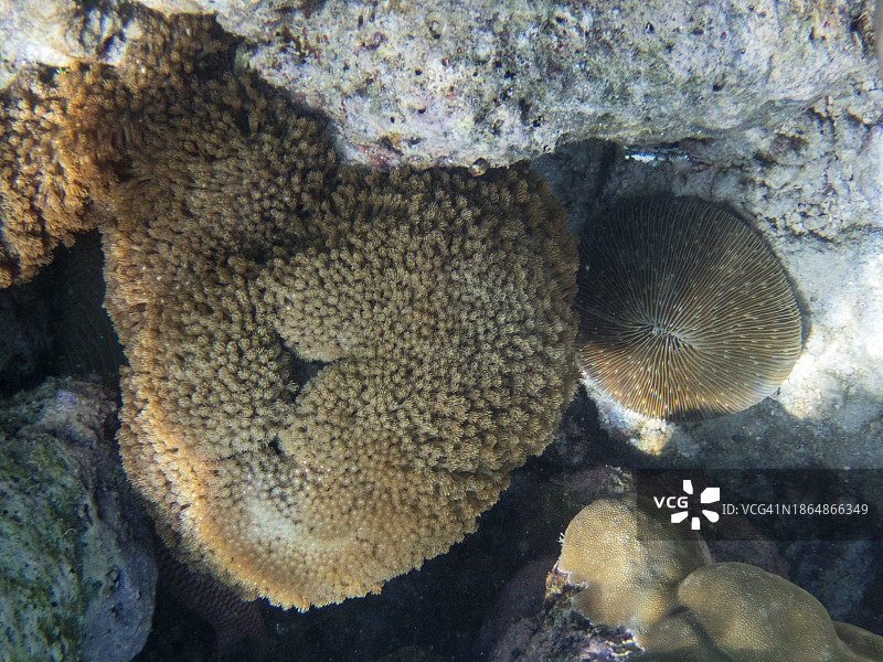 Fihalhohi岛马尔代夫的蘑菇珊瑚图片素材