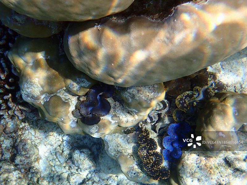 蓝色砗磲蛤或大砗磲，马尔代夫菲哈后岛图片素材