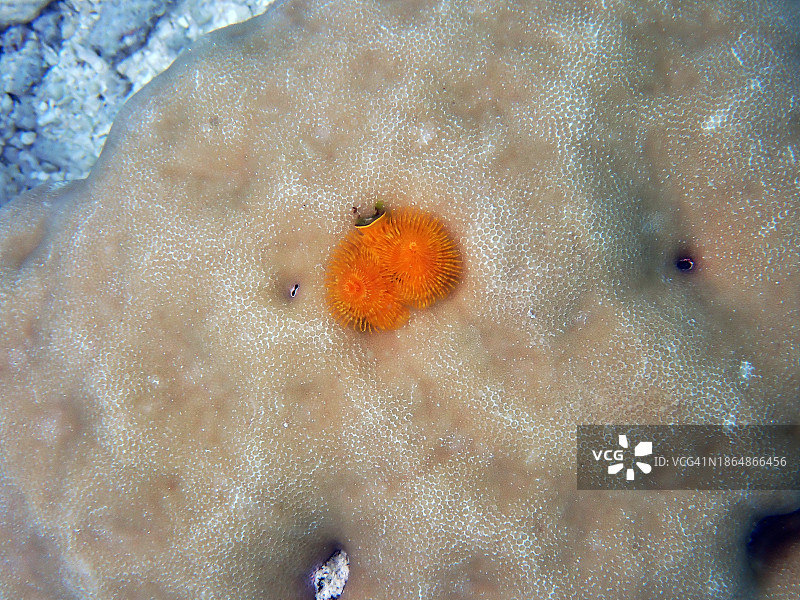 圣诞树蠕虫或螺旋鳃管虫图片素材