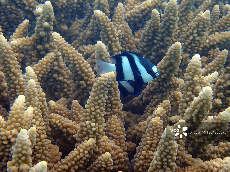 马尔代夫菲哈后岛的黑白雀鲷图片素材