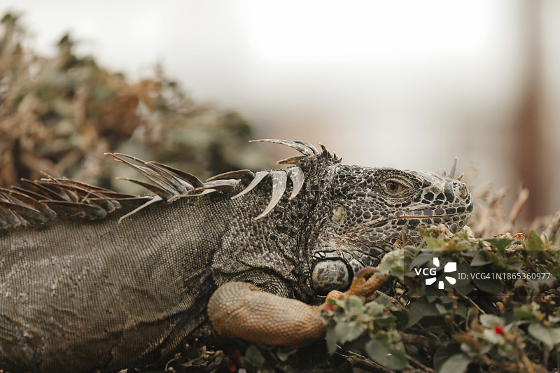 度假村里的鬣蜥图片素材