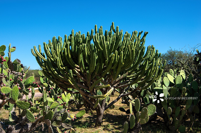 仙人柱和 Opuntia 仙人掌图片素材