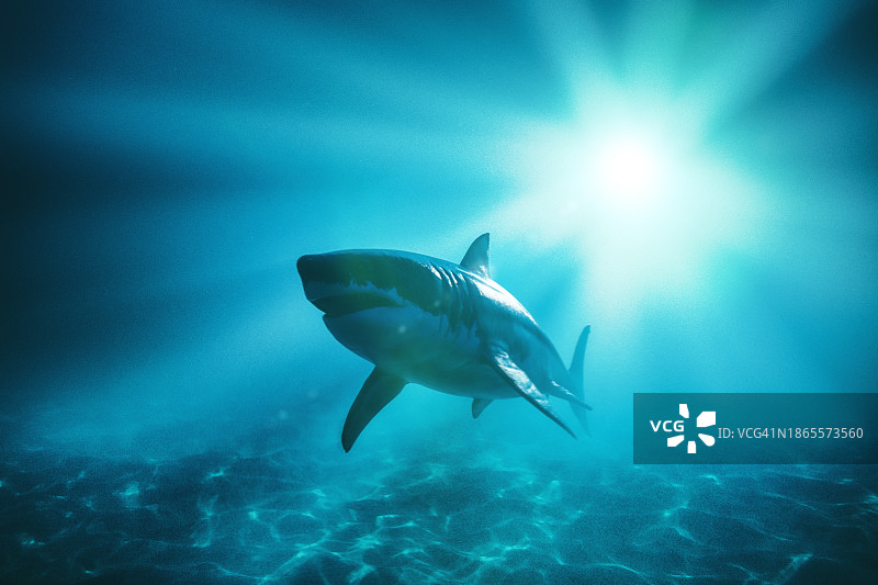 大白鲨图片素材