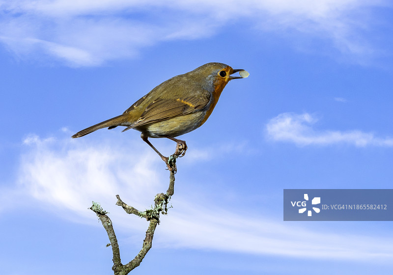 红胸歌鸲鸟栖息在树枝上，嘴里叼着食物特写图片素材