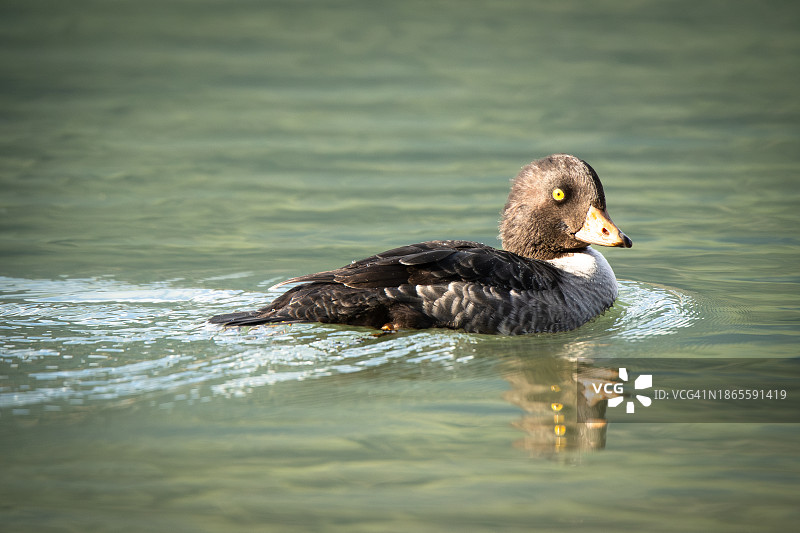 普通鹊鸭在平静的水中游泳图片素材