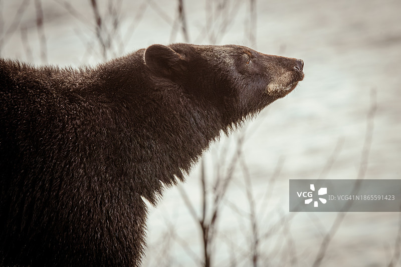 黑熊在河岸附近徘徊图片素材