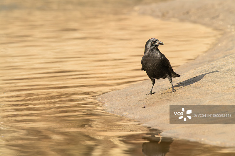 栖息在河岸的乌鸦图片素材