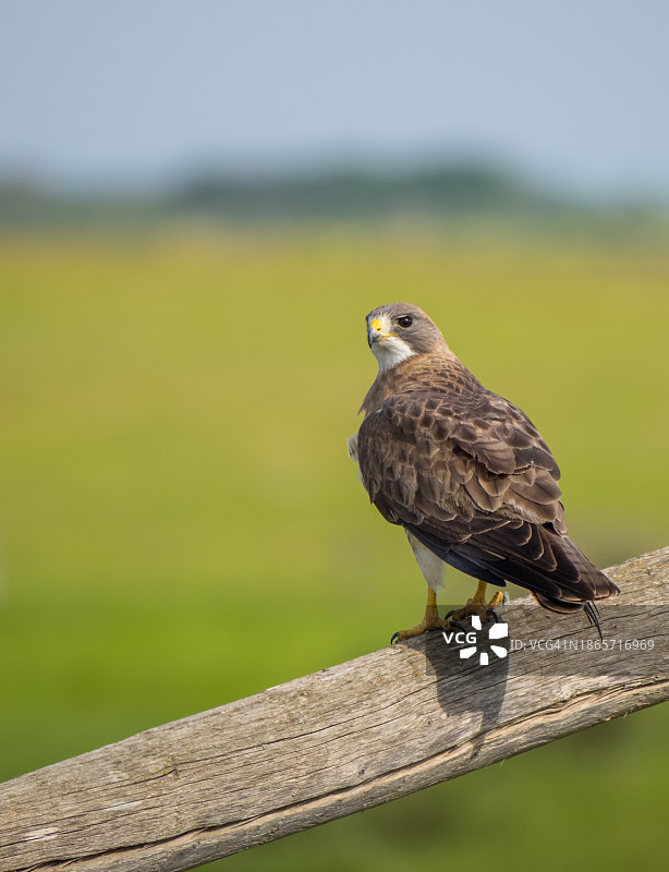 农田背景下的斯温森氏鹰图片素材