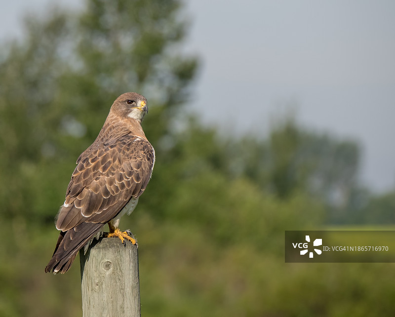 斯温氏鵟栖息在栅栏上图片素材