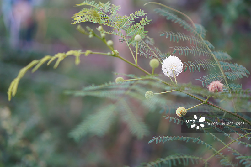 白泡相思树图片素材