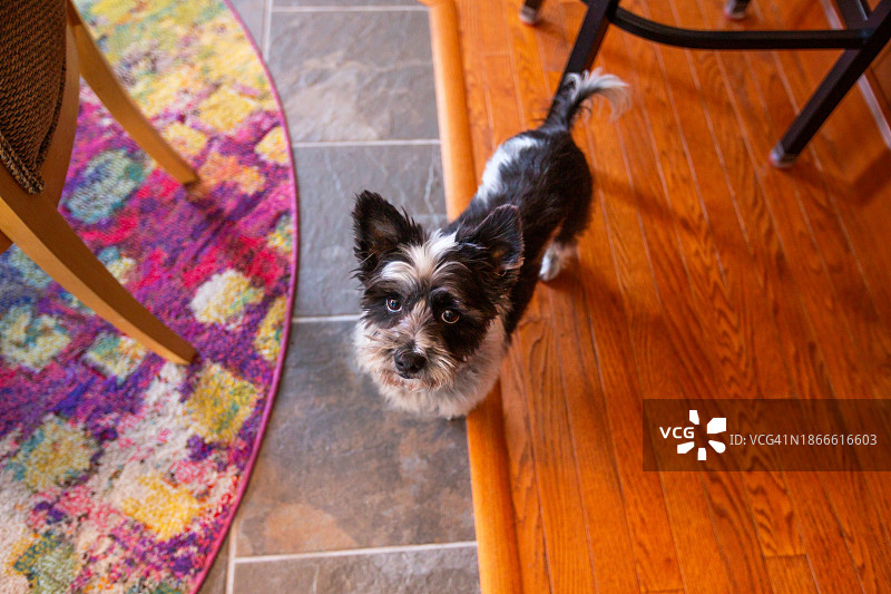 摇尾巴的快乐小狗，小狗乞讨，梗犬图片素材