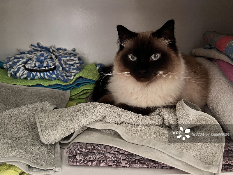 藏在橱柜里的布偶猫图片素材