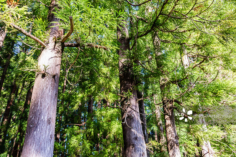 日本柳杉林图片素材
