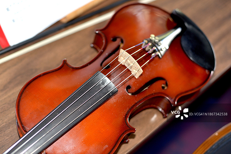 堇菜特写图片素材