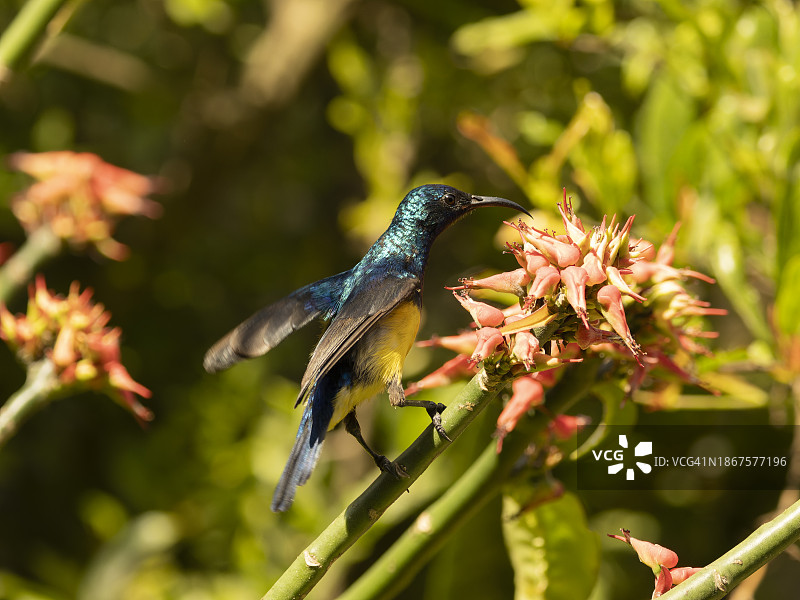 变色太阳鸟图片素材