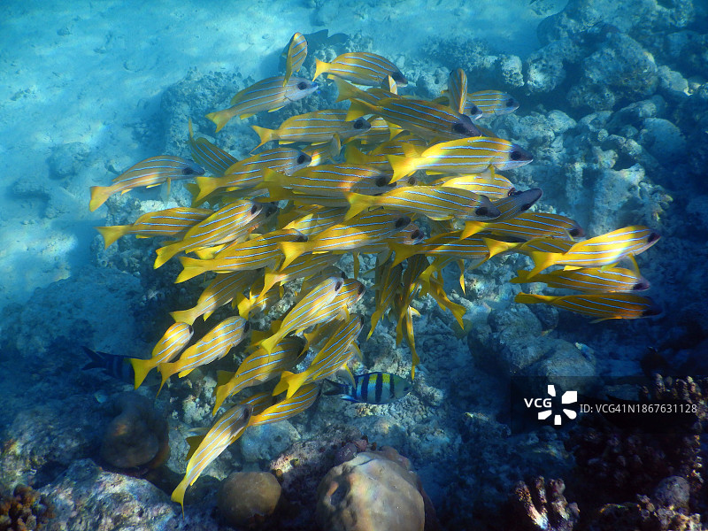 蓝纹笛鲷鱼群，菲哈后岛，马尔代夫图片素材