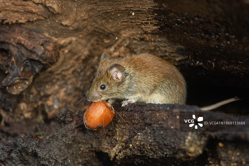 可爱的欧洲田鼠图片素材