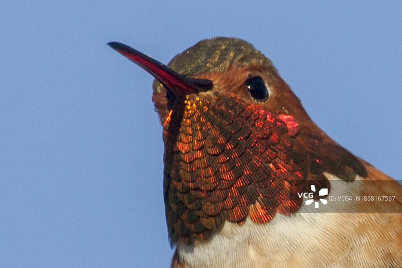 雄性红褐色蜂鸟特写图片素材