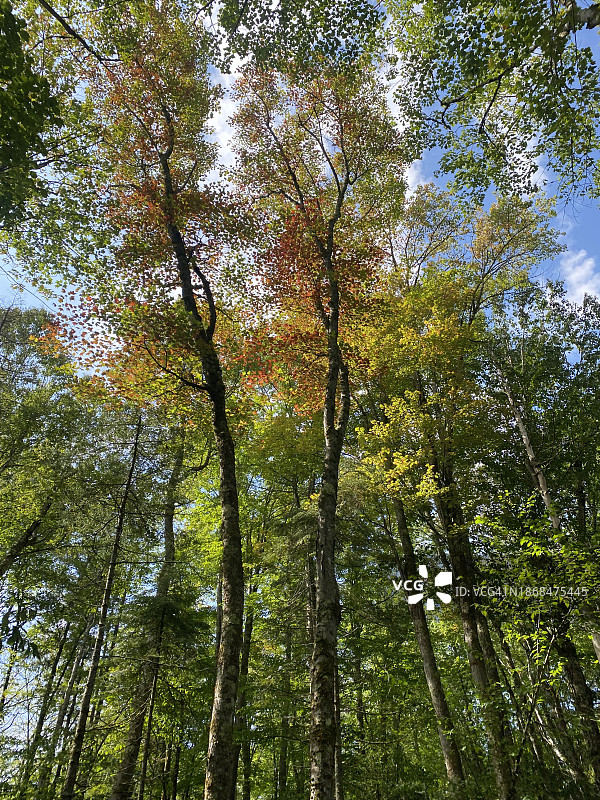 美国佛蒙特州奇滕登森林中的树木低角度景观图片素材