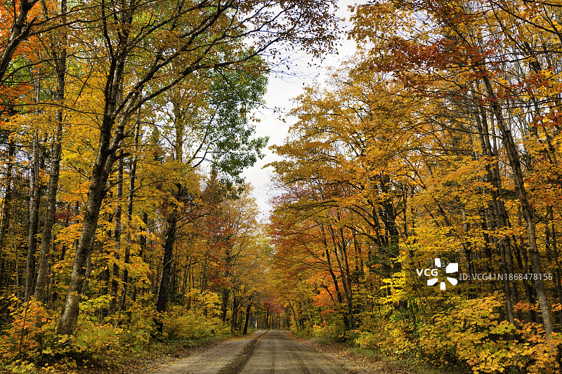 秋季森林中树木间的空旷道路图片素材