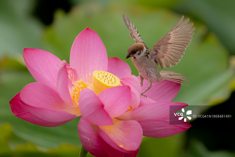 粉色睡莲的特写图片素材