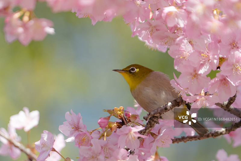 栖息于樱花树上的鸟类特写图片素材
