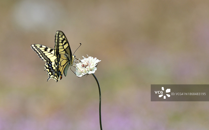 蝴蝶在花上采蜜的特写，土耳其吉雷松图片素材