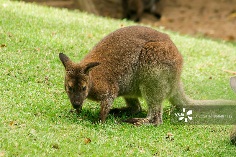 草地上袋鼠的特写图片素材