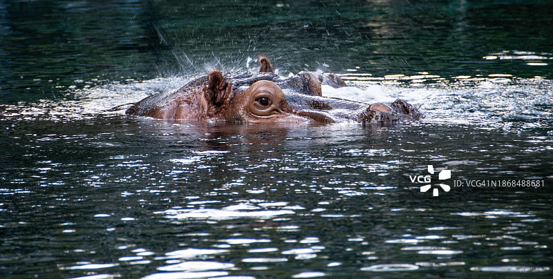 美国加利福尼亚州圣地亚哥蛇河中的雌性驼鹿图片素材