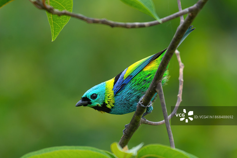 翠鸟栖息在树枝上特写图片素材