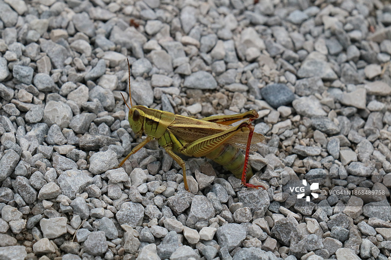 岩石上的昆虫特写图片素材