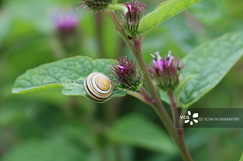 蜗牛在植物上的特写图片素材