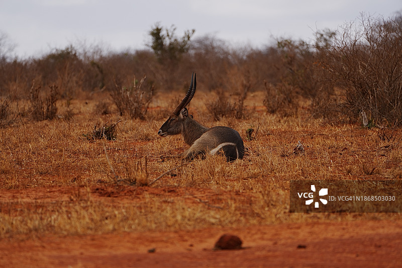 原野上站立的鹿的侧面照图片素材