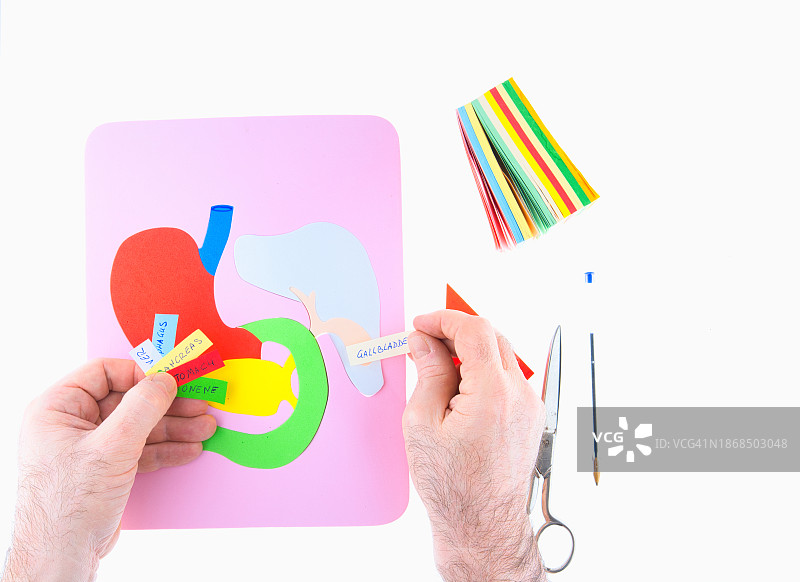 人体消化系统的各个部分图片素材