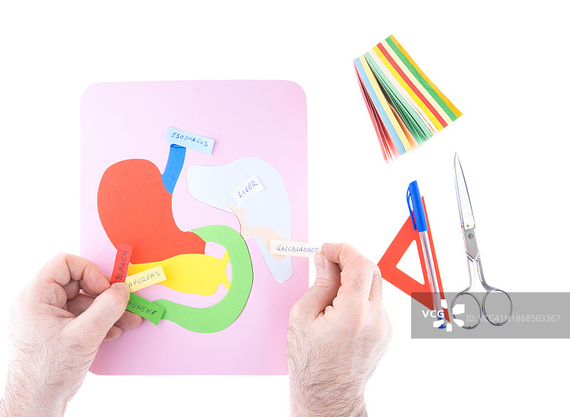 人体消化系统的各个部分图片素材