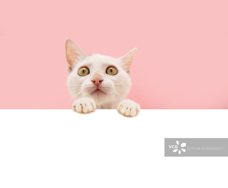 猫咪坐在桌子上的肖像，粉色背景图片素材