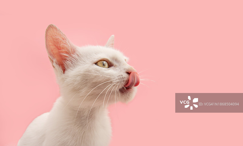 粉色背景下看向远方的猫咪特写图片素材