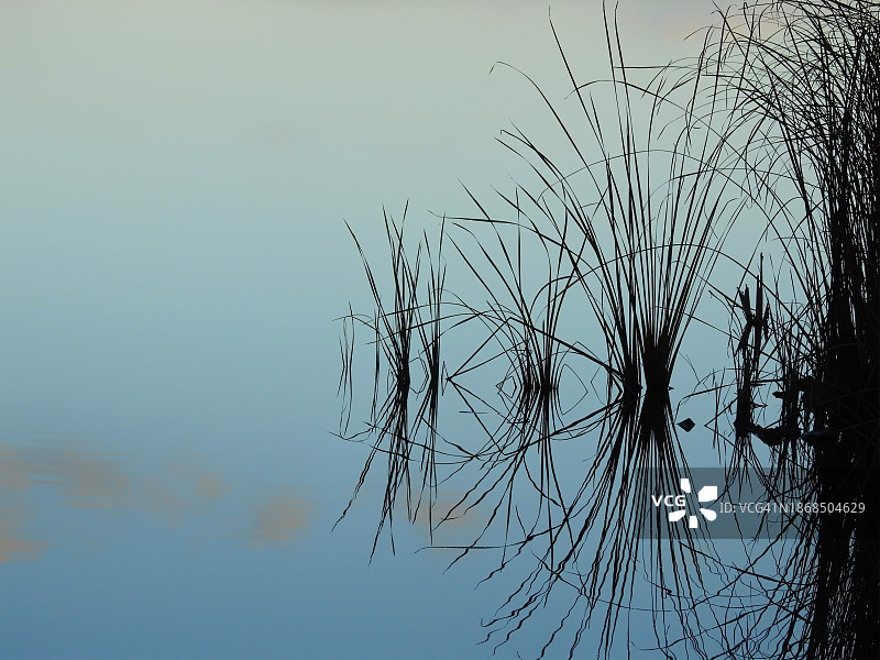 植物剪影仰视天空图片素材