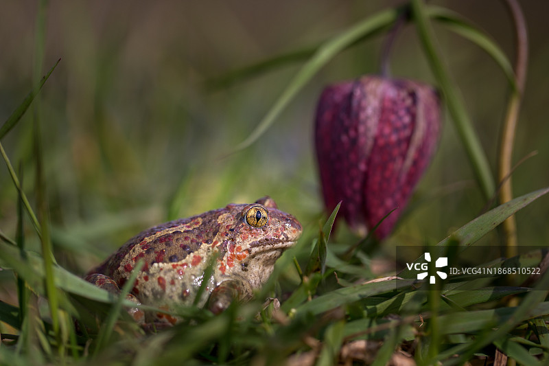 乌克兰草地上的青蛙特写图片素材