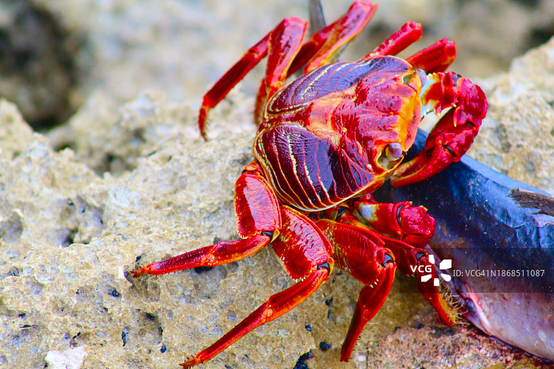 特写：佛罗里达州皮尔斯堡，岩石上的螃蟹图片素材